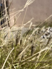 Chloris virgata