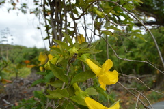 Bignoniaceae