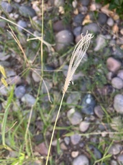 Chloris virgata