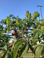 Neoxylocopa