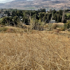 Sisymbrium altissimum
