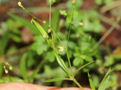 Trigastrotheca stricta