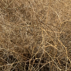 Sisymbrium altissimum