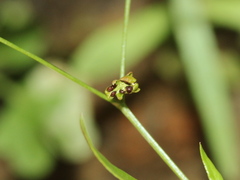 Trigastrotheca stricta
