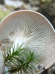 Cantharellula umbonata