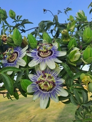 Passiflora caerulea