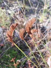 Schizaea bifida