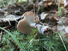 Cantharellula umbonata