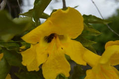 Bignoniaceae