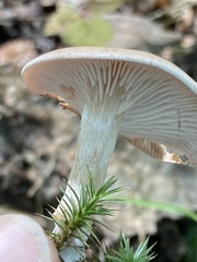 Cantharellula umbonata