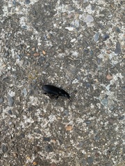 Pterostichus melanarius