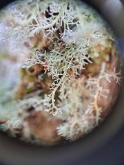 Sphaerophorus globosus