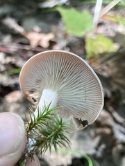 Cantharellula umbonata