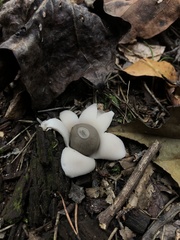 Geastrum