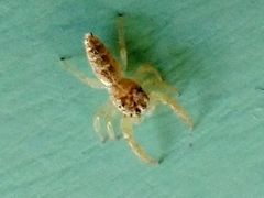 Hentzia mitrata