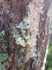 Sphaerophorus globosus