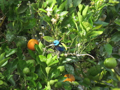 Stilpnia cyanicollis