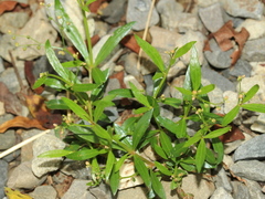 Trigastrotheca stricta