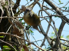 Saltator similis