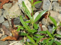 Trigastrotheca stricta