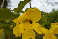 Bignoniaceae