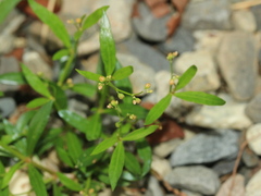 Trigastrotheca stricta