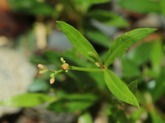 Trigastrotheca stricta