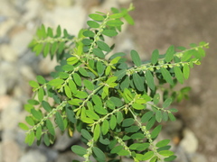 Phyllanthus debilis