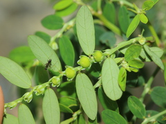 Phyllanthus debilis
