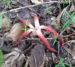 Clathrus archeri