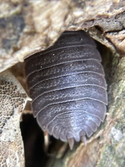 Porcellio dilatatus