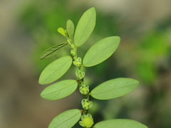 Phyllanthus debilis
