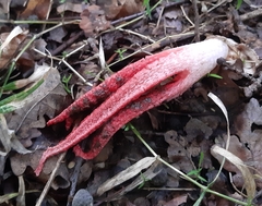 Clathrus archeri