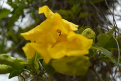 Bignoniaceae