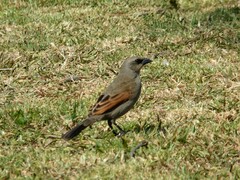 Agelaioides badius