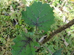Solanum myriacanthum