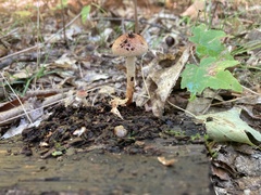 Hypholoma
