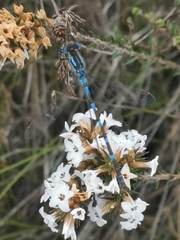 Austrolestes annulosus