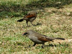 Agelaioides badius