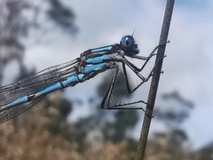 Austrolestes annulosus