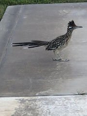 Geococcyx californianus