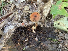 Hypholoma