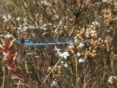 Austrolestes annulosus