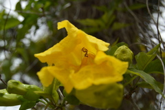 Bignoniaceae