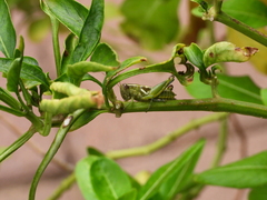 Paraidemona