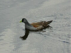 Porphyriops melanops