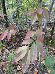 Oxydendrum