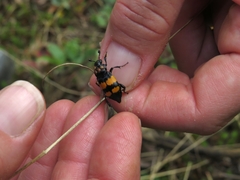 Nicrophorus defodiens