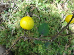 Solanum myriacanthum