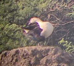 Sarkidiornis melanotos